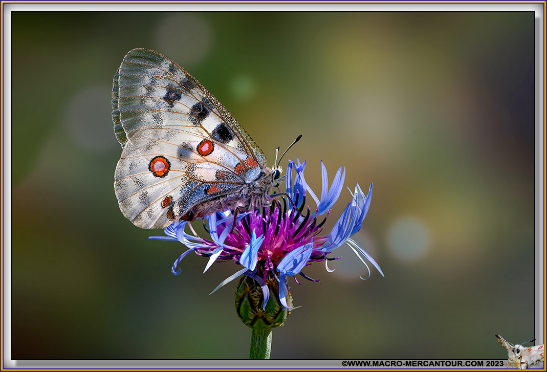 Centaurée (Apollon)